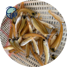 水產(chǎn)品草魚苗批發(fā)市場(chǎng)探秘 玉溪鯇魚與金絲草魚苗的農(nóng)副產(chǎn)品銷售新趨勢(shì)