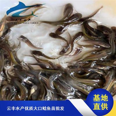 南方大口鯰魚苗市場(chǎng)探析 從水花培育到價(jià)格趨勢(shì)與采購指南